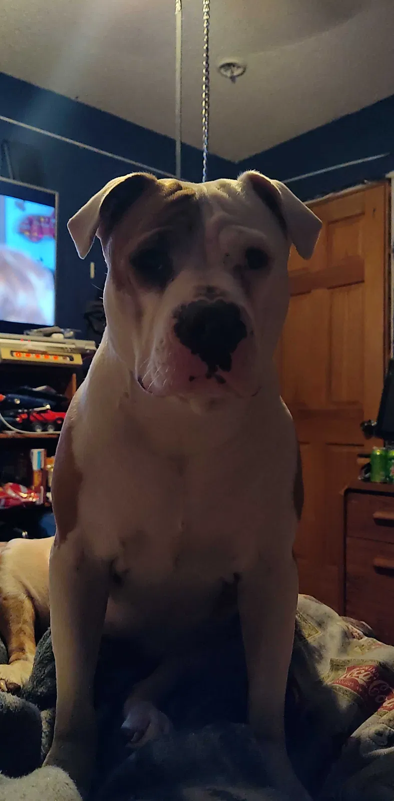 Lost dog in Saint Paul, MN, 55109