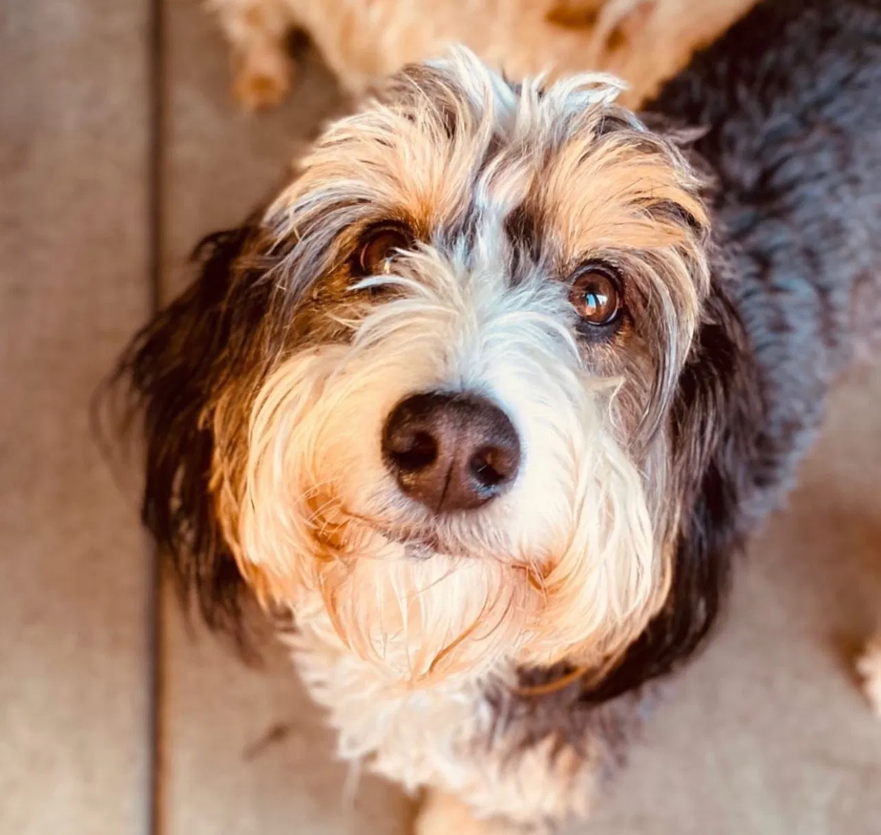 Lost dog in Colorado Springs, CO, 80903