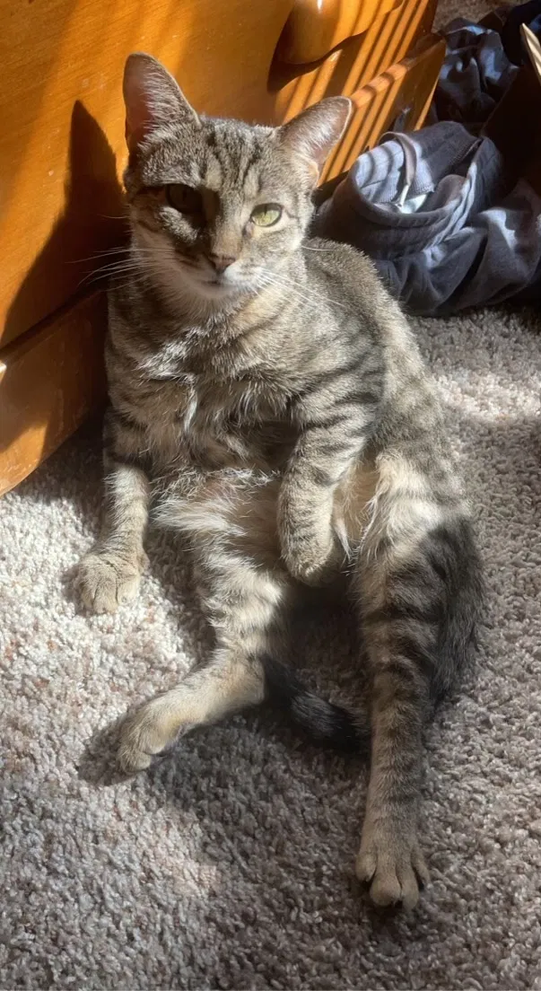 Lost cat in Aurora, IL, 60506