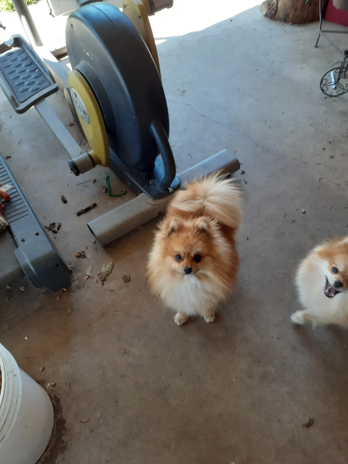 Lost dog in Bakersfield, CA, 93305