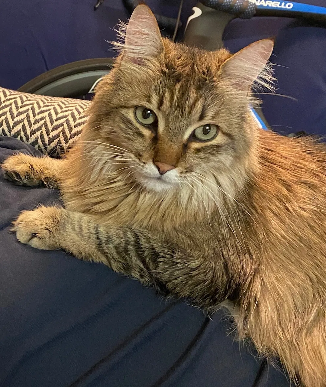Lost cat in Scottsdale, AZ, 85260