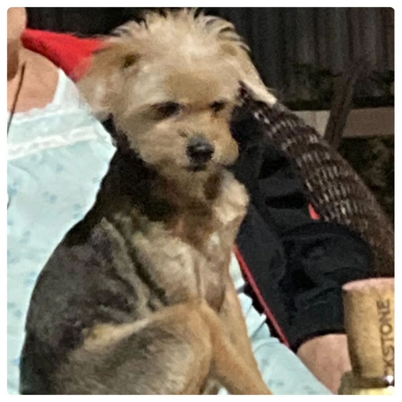 Lost dog in Hialeah, FL, 33013