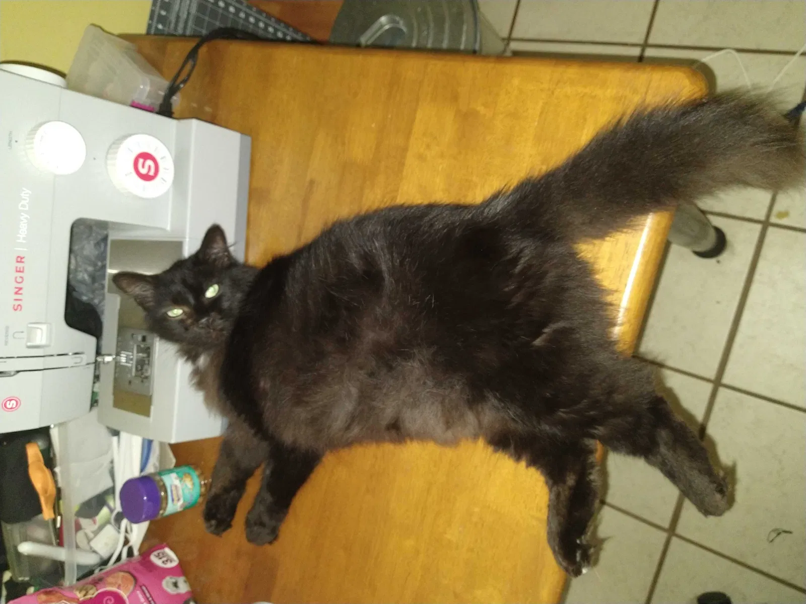 Lost cat in Kemah, TX, 77565