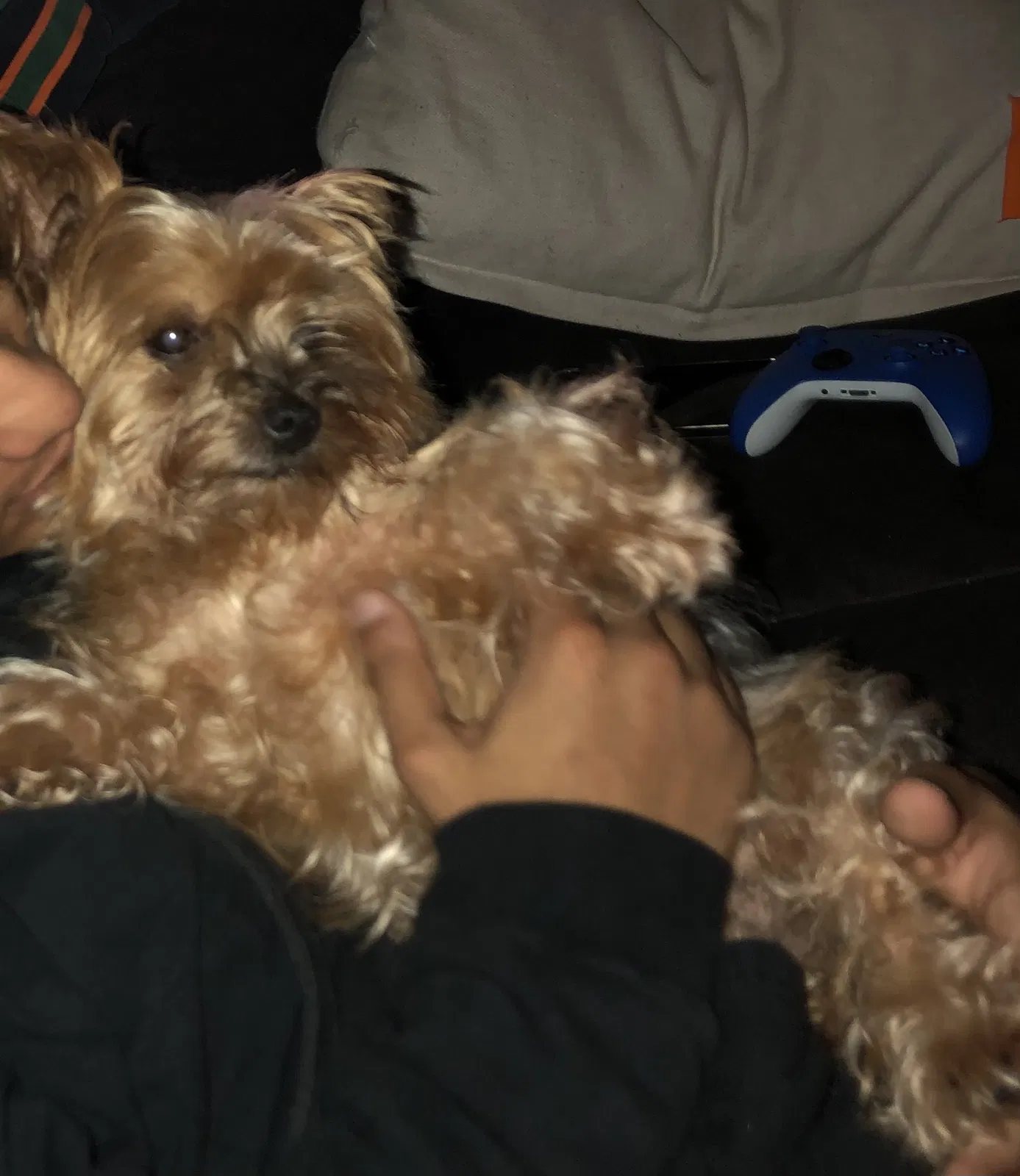 Lost dog in Austin, TX, 78705