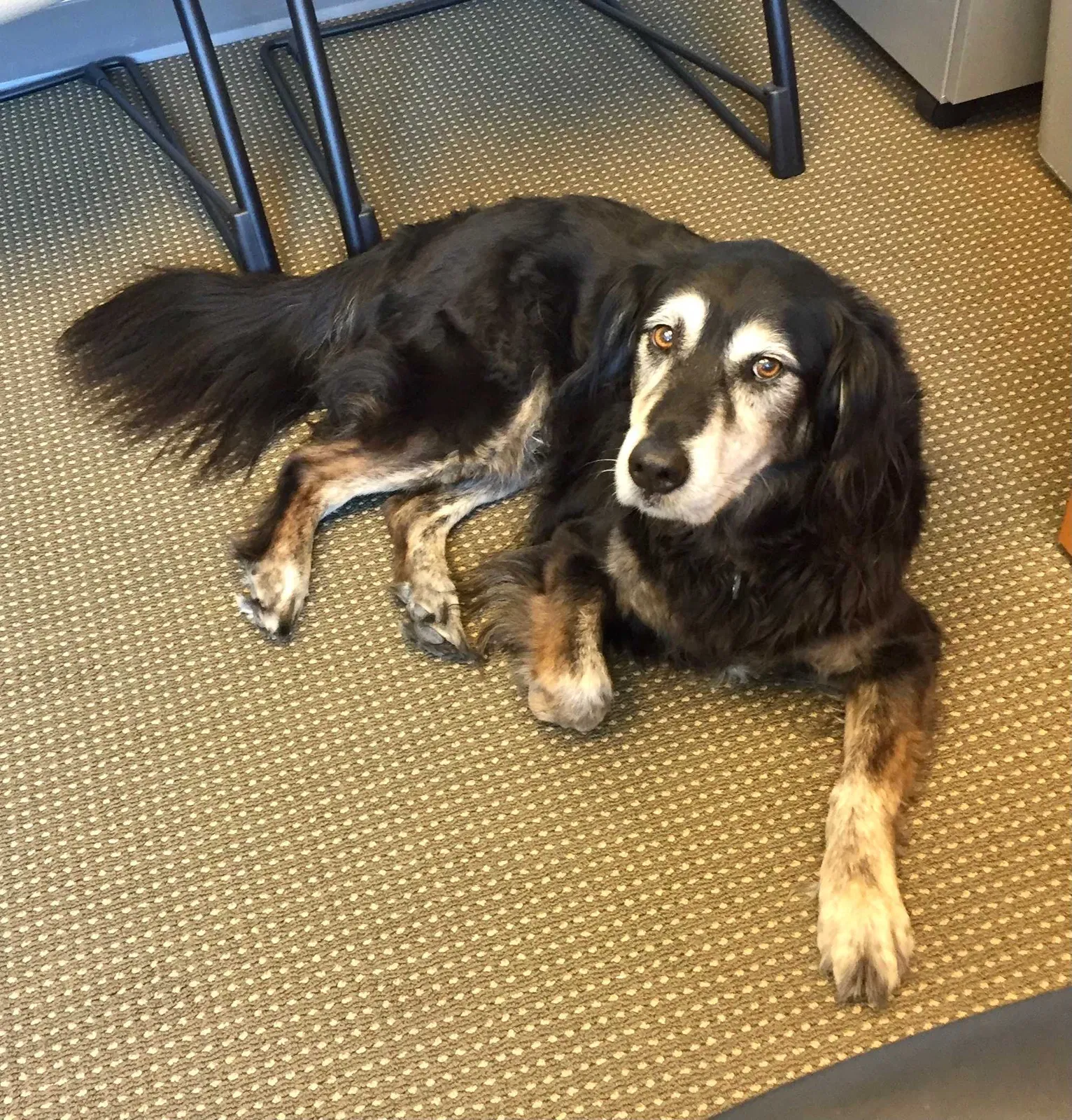 Lost dog in Temecula, CA, 92590