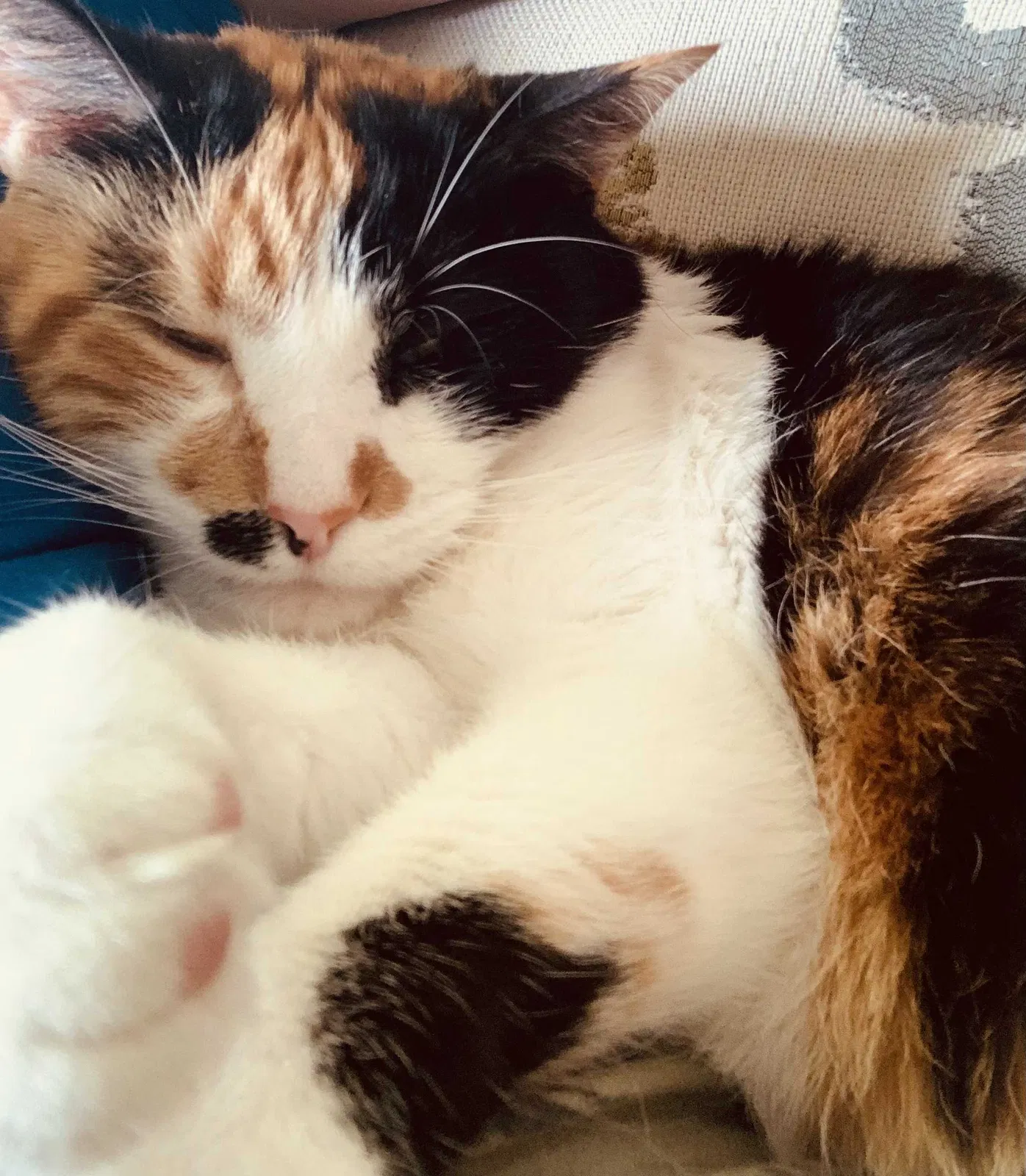 Lost cat in Helena, AL, 35080