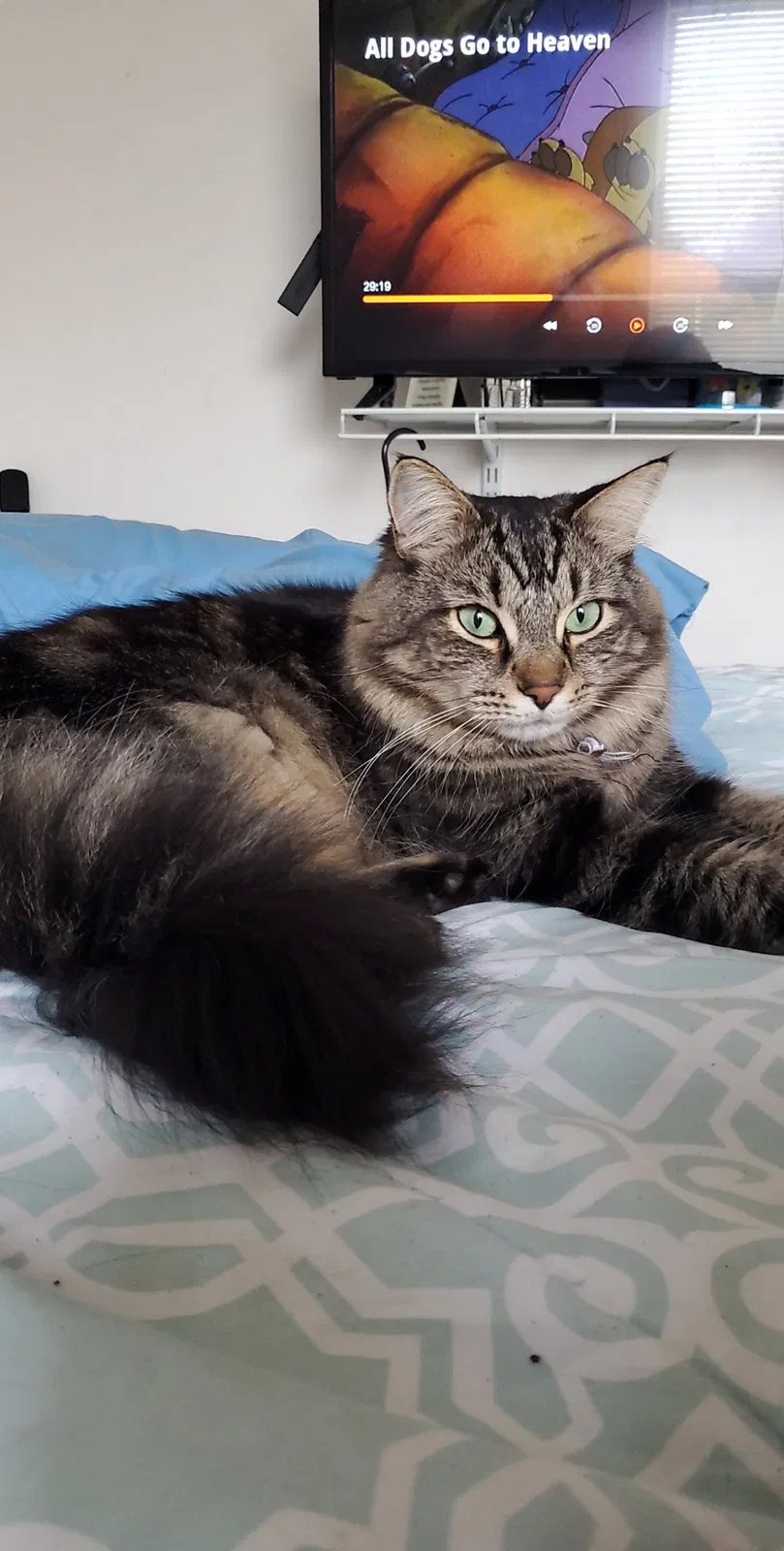 Lost cat in Valrico, FL, 33594