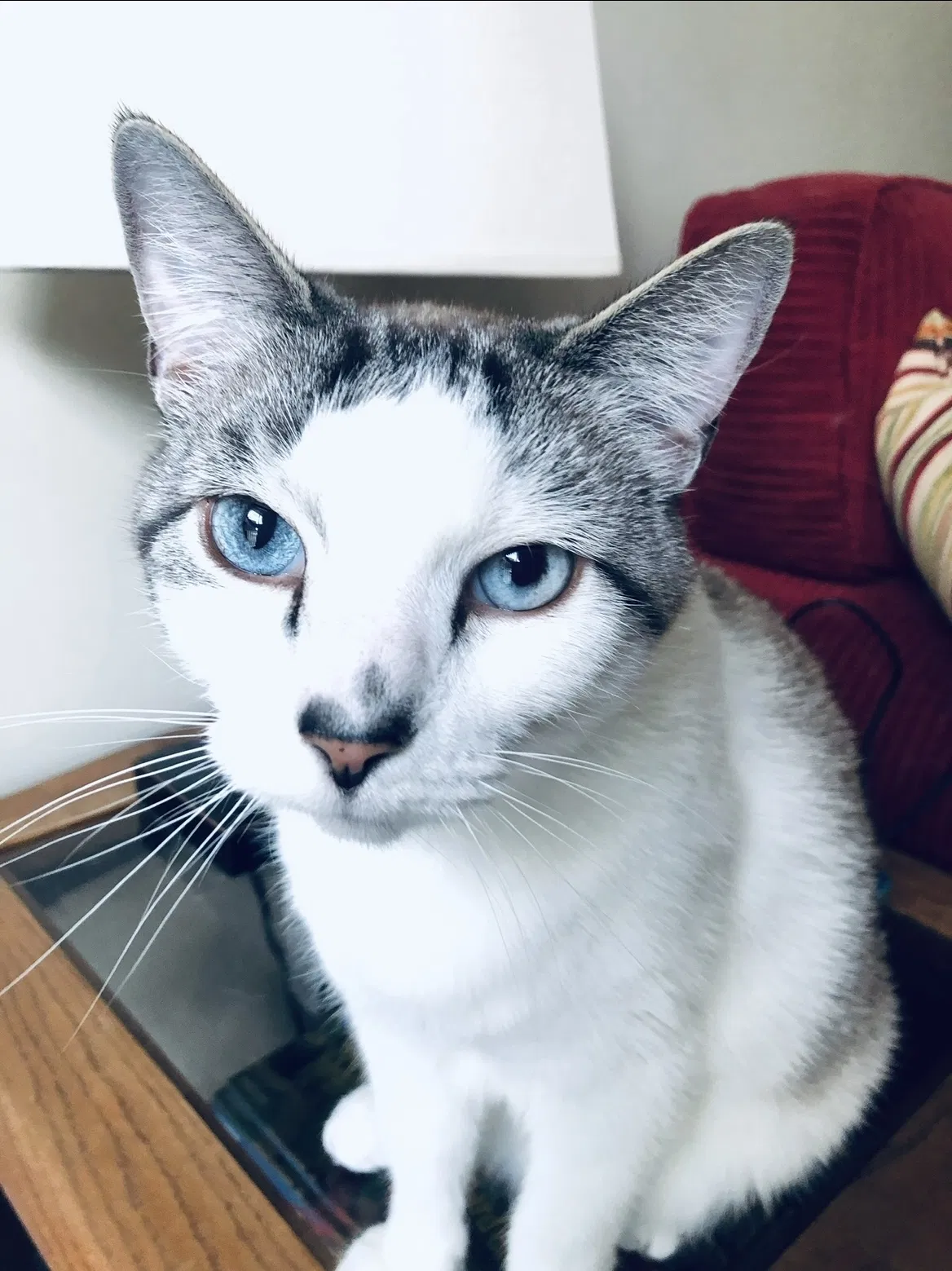 Lost cat in Dublin, OH, 43017