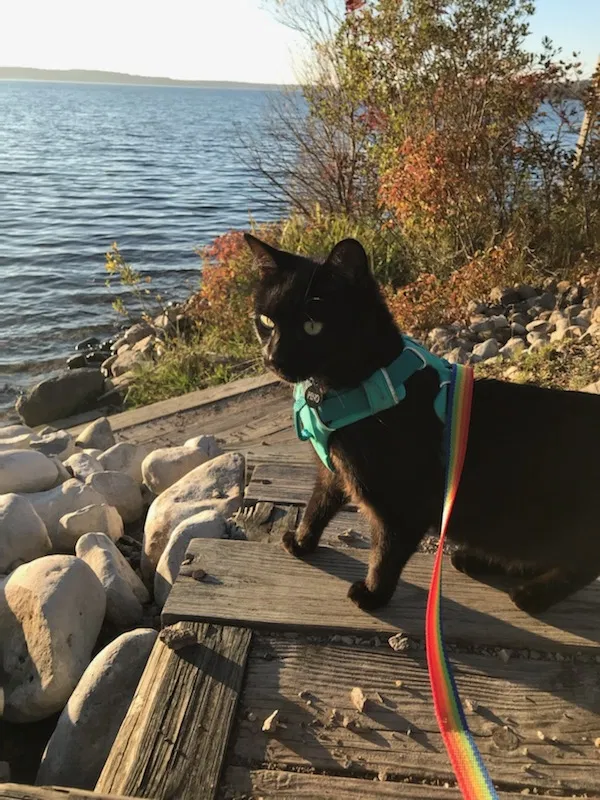 Lost cat in Columbus, OH, 43202