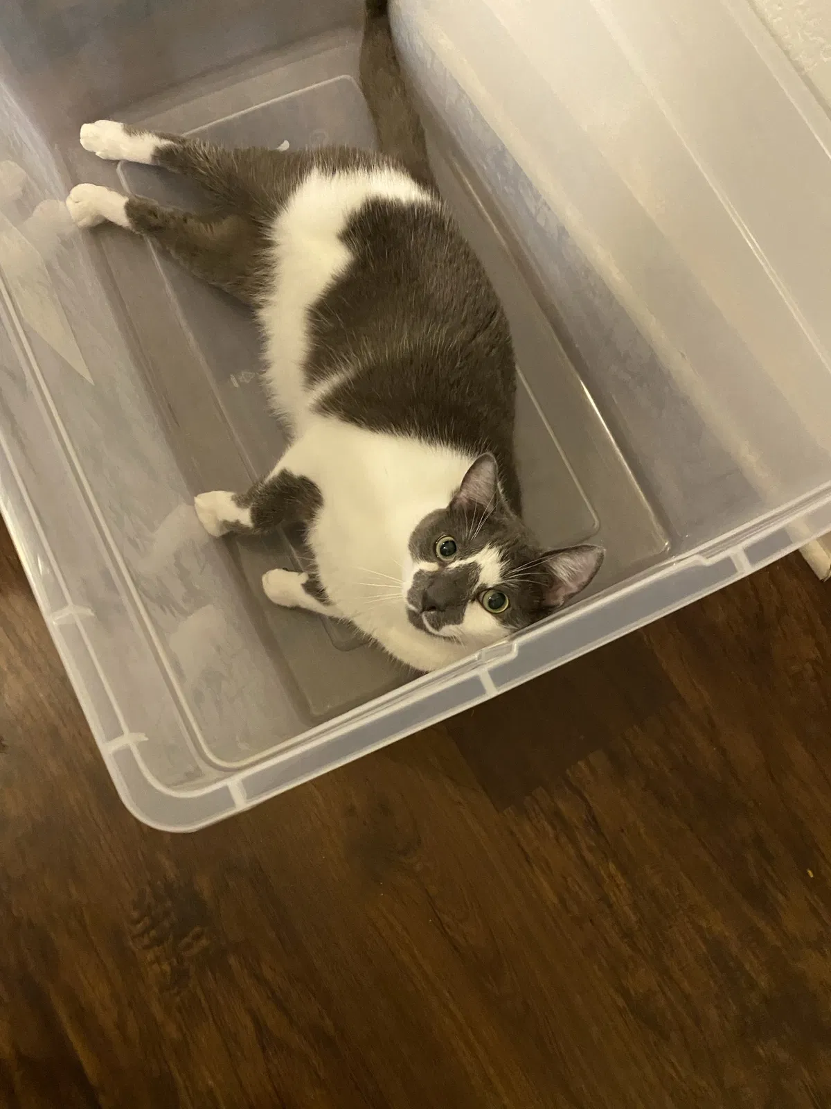 Lost cat in Aurora, CO, 80012