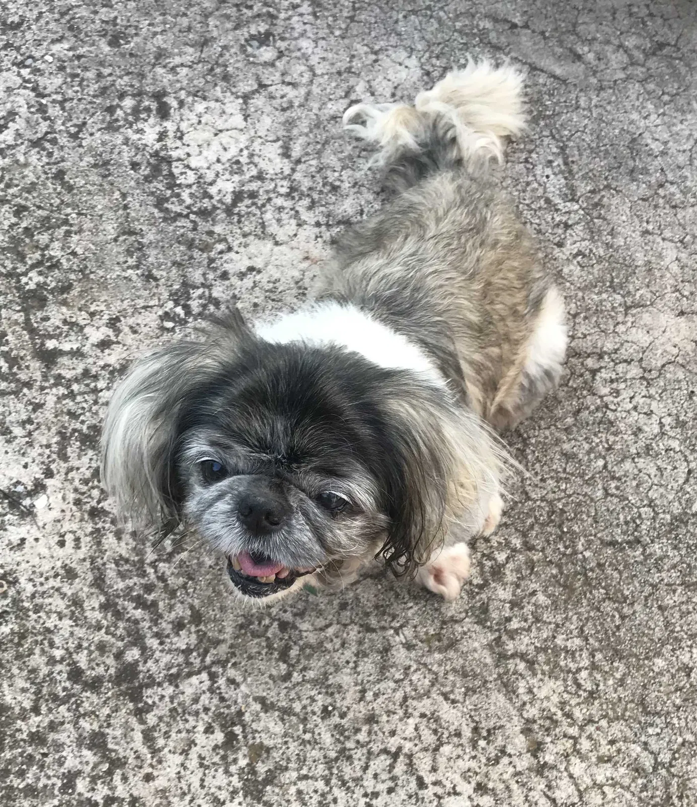 Lost dog in Oklahoma City, OK, 73112