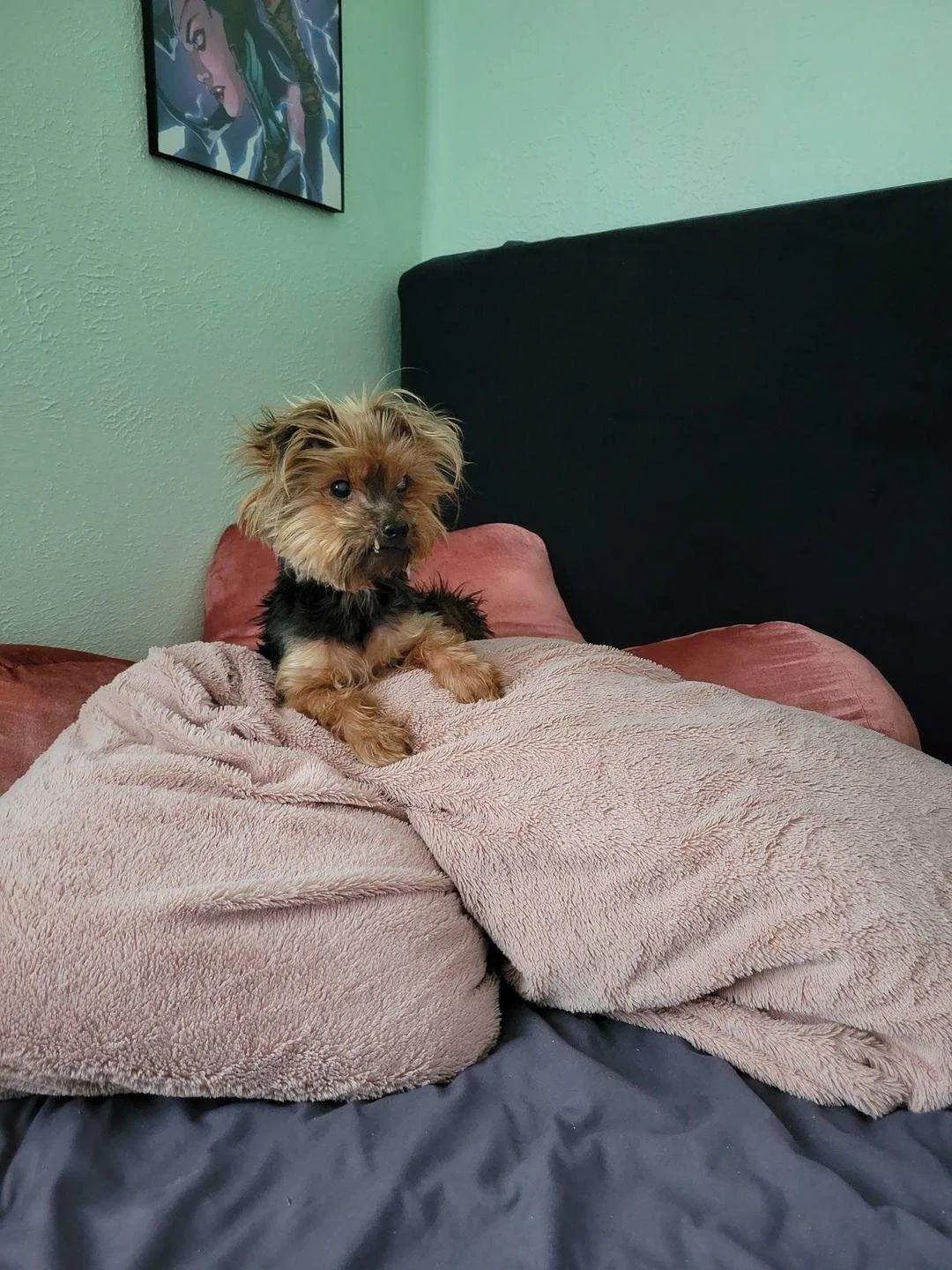 Lost dog in Corpus Christi, TX, 78411