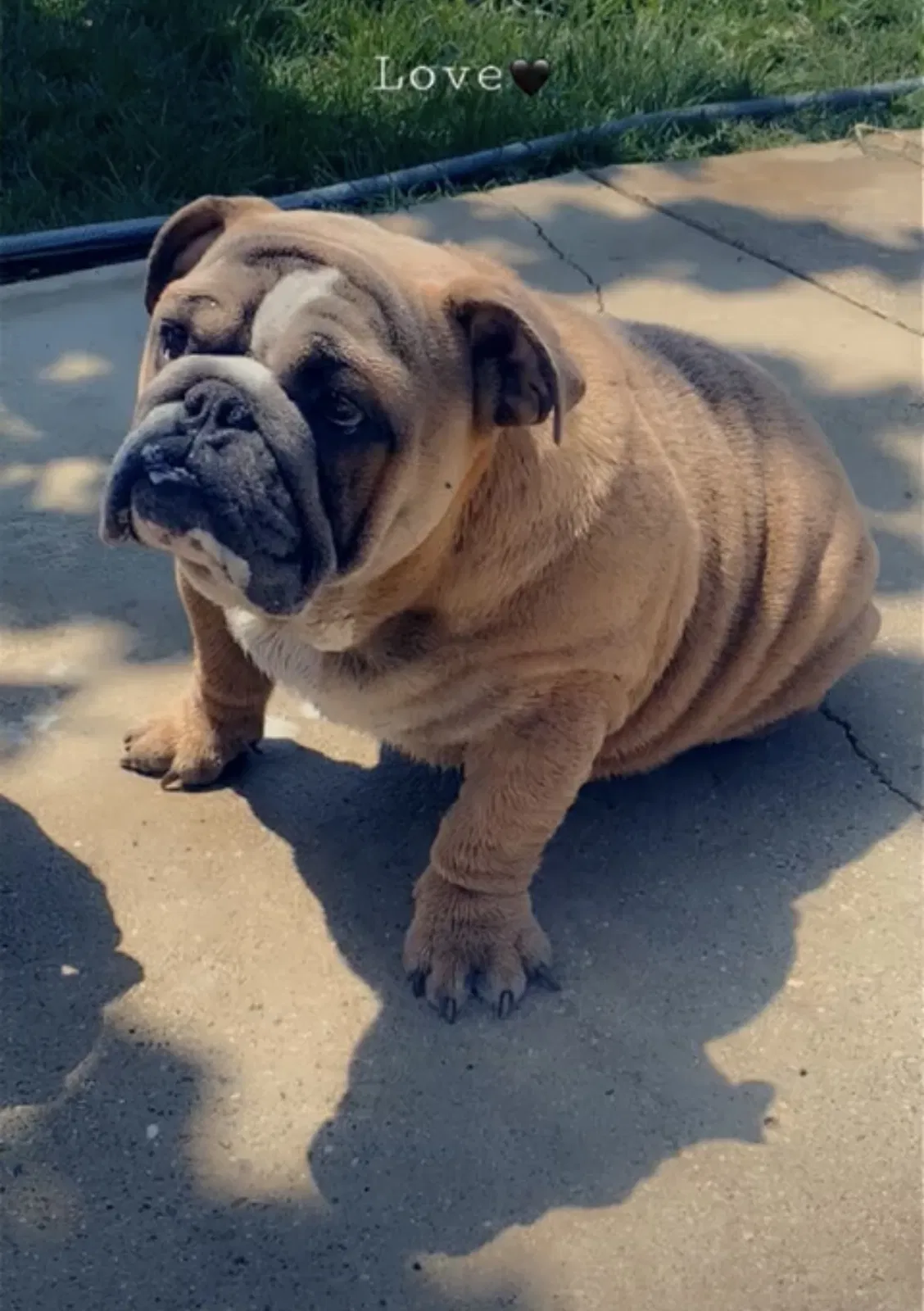 Lost dog in Bakersfield, CA, 93307