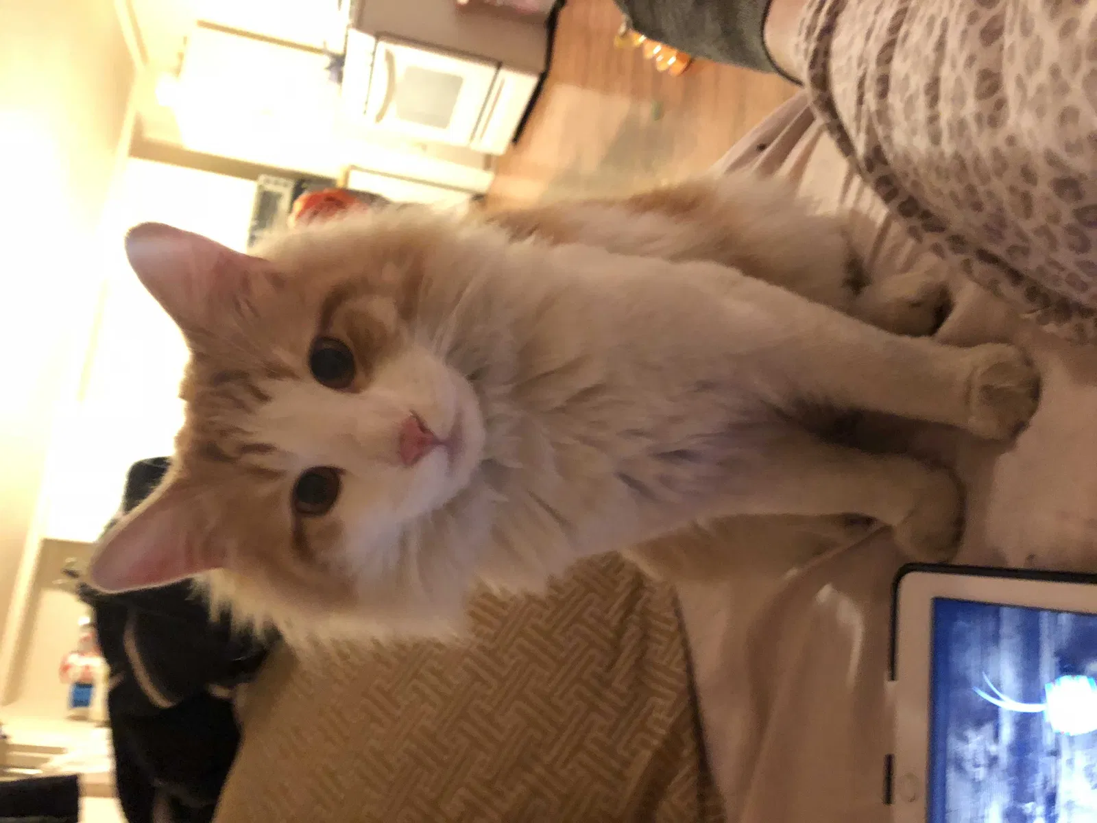 Lost cat in Floral Park, NY, 11001