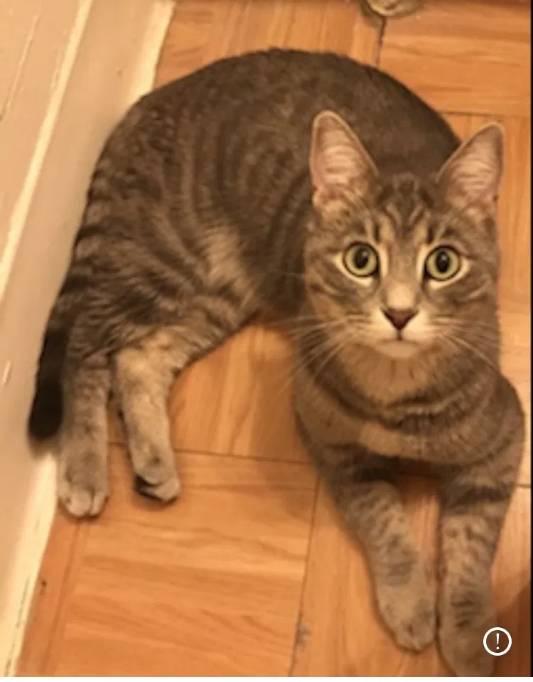 Lost cat in Pittsburgh, PA, 15217