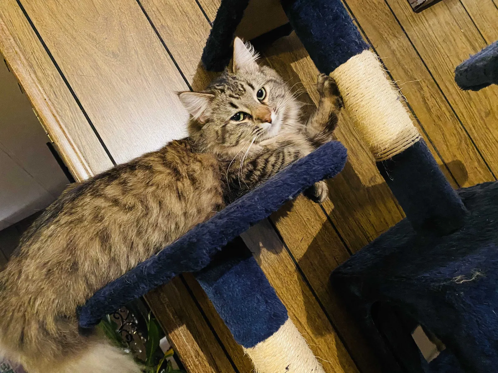Lost cat in Tacoma, WA, 98445