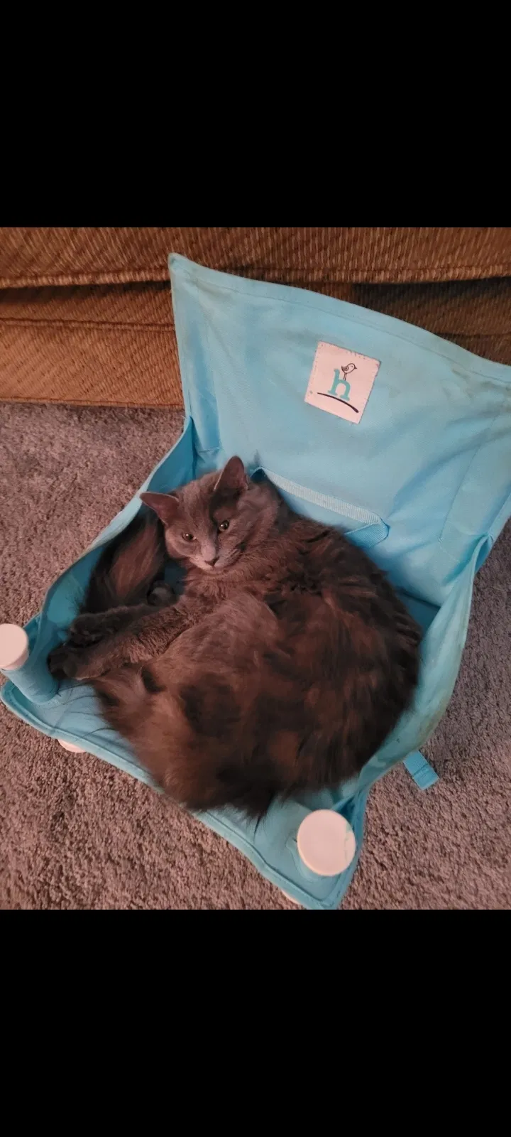Lost cat in West Berlin, NJ, 8091