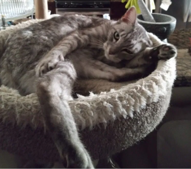 Lost cat in Escondido, CA, 92027