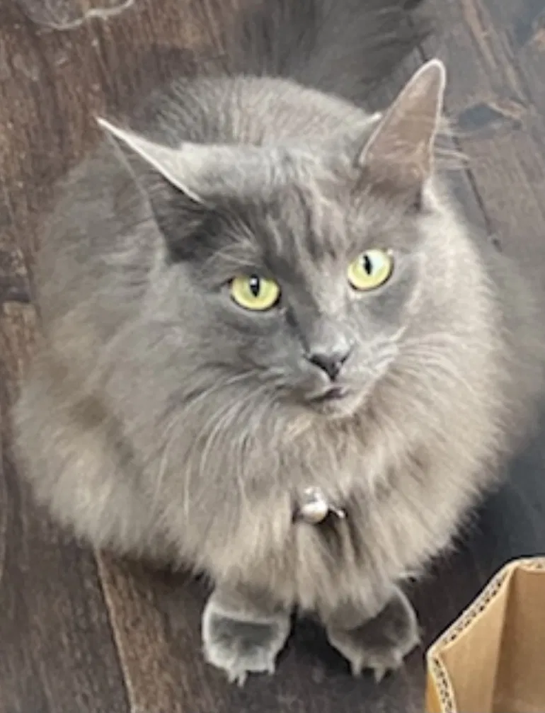 Lost cat in Kenmore, WA, 98028