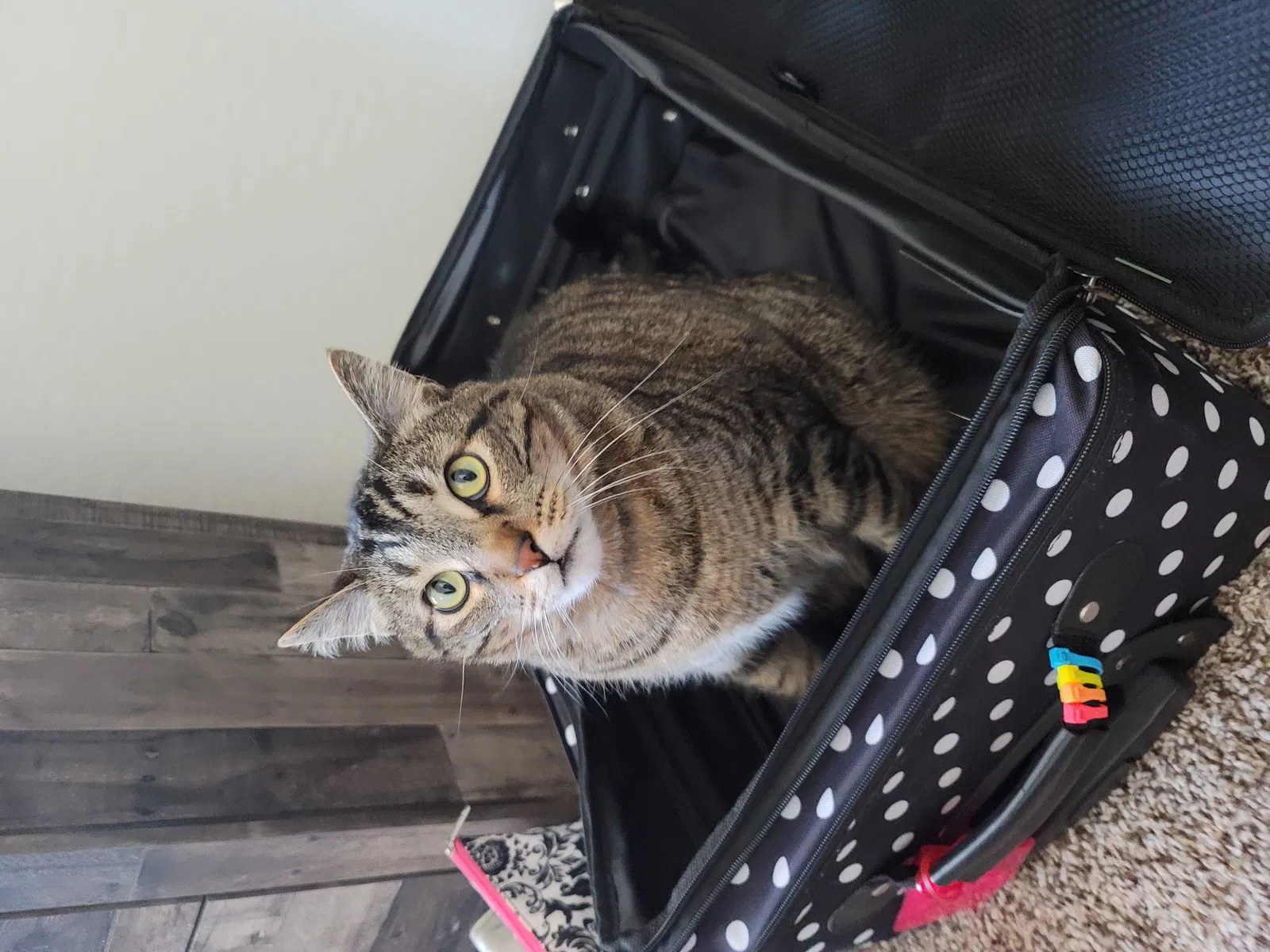 Lost cat in Phoenix, AZ, 85043