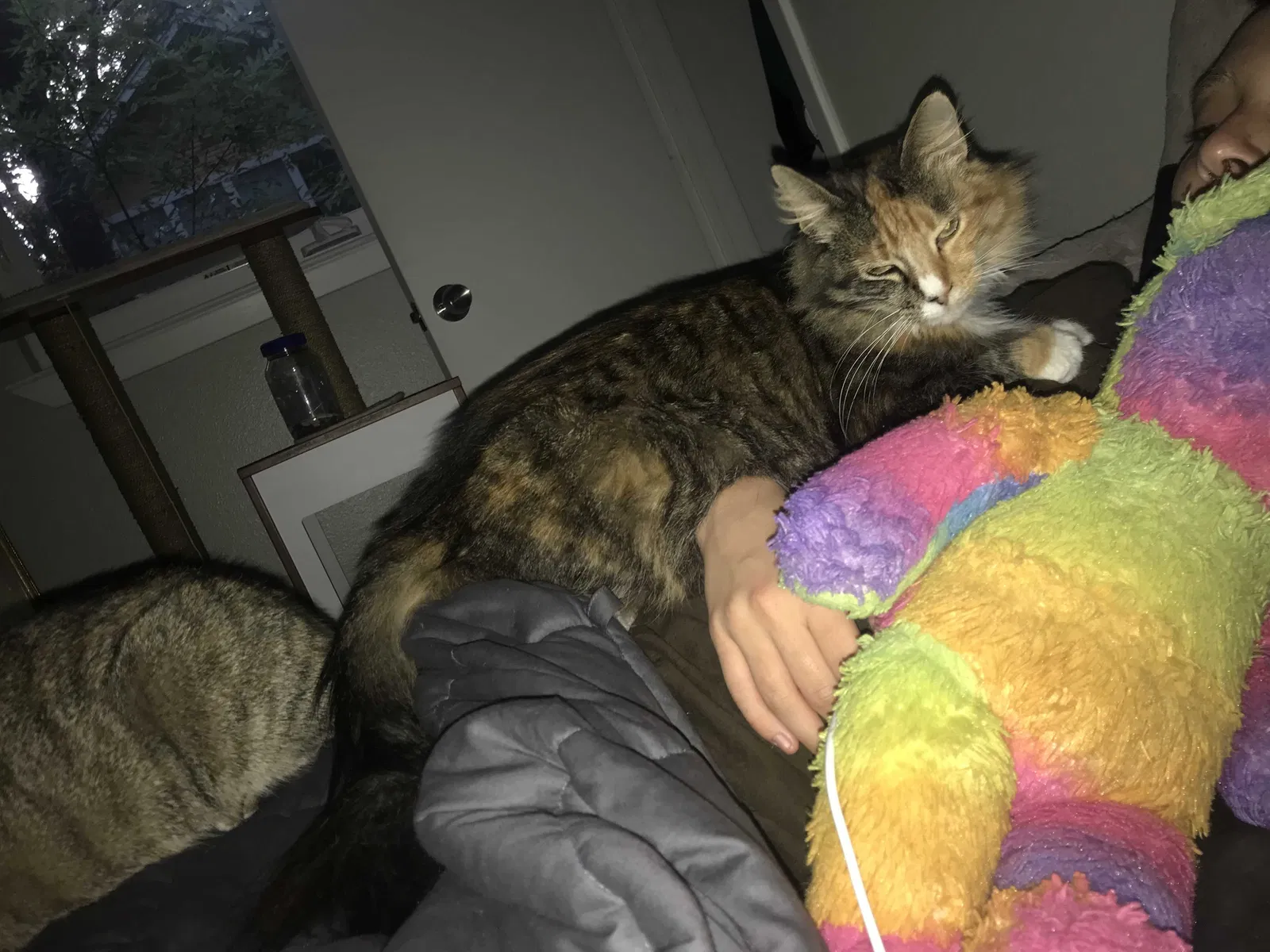 Lost cat in Austin, TX, 78705