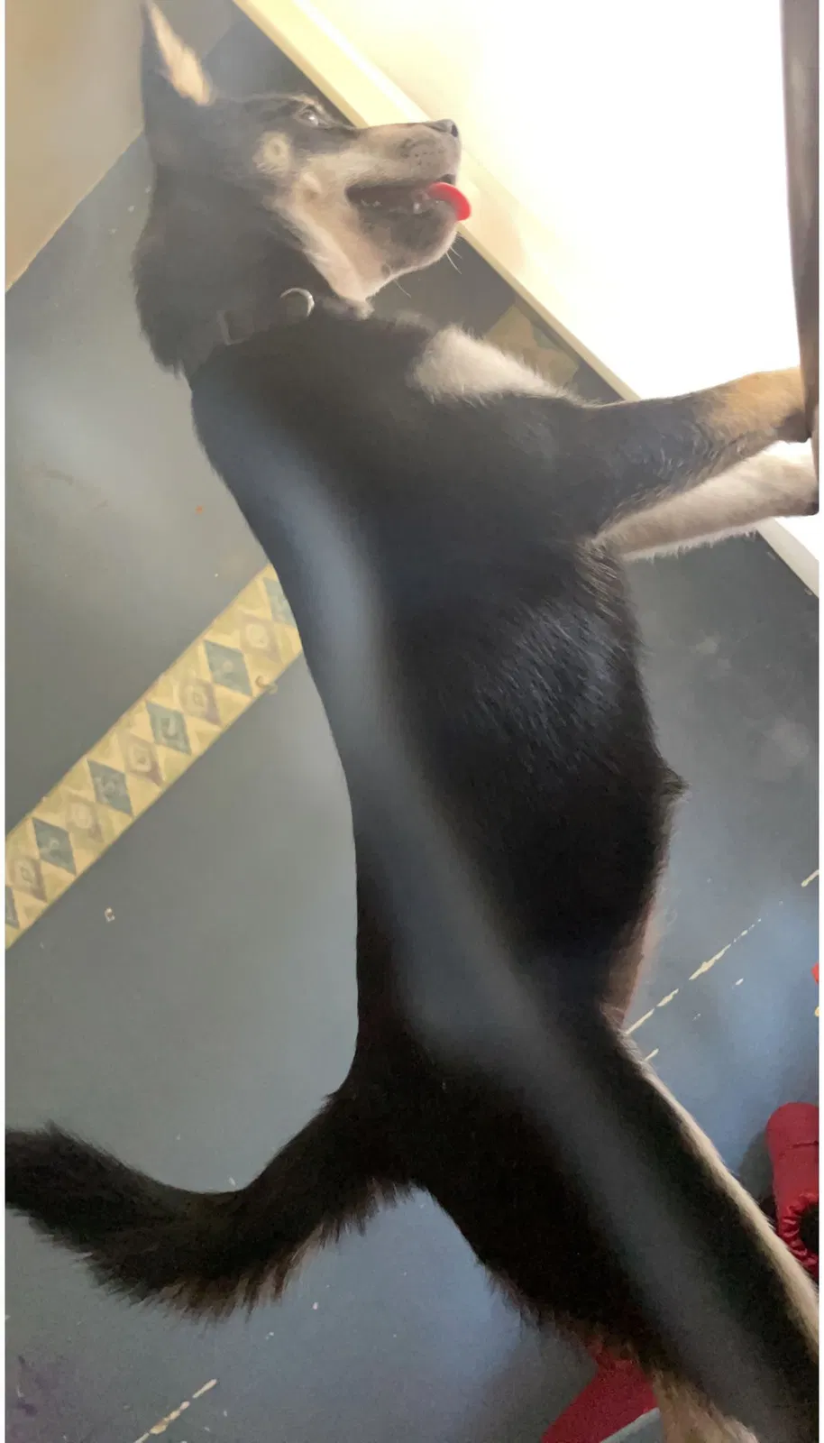 Lost dog in Peoria, IL, 61603
