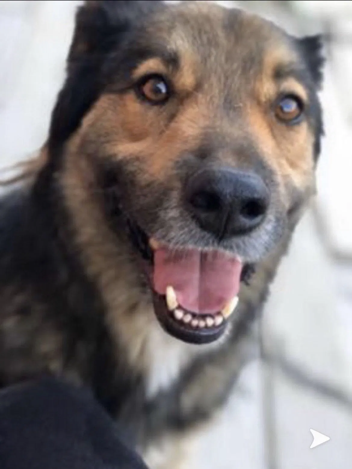Lost dog in Spring, TX, 77373