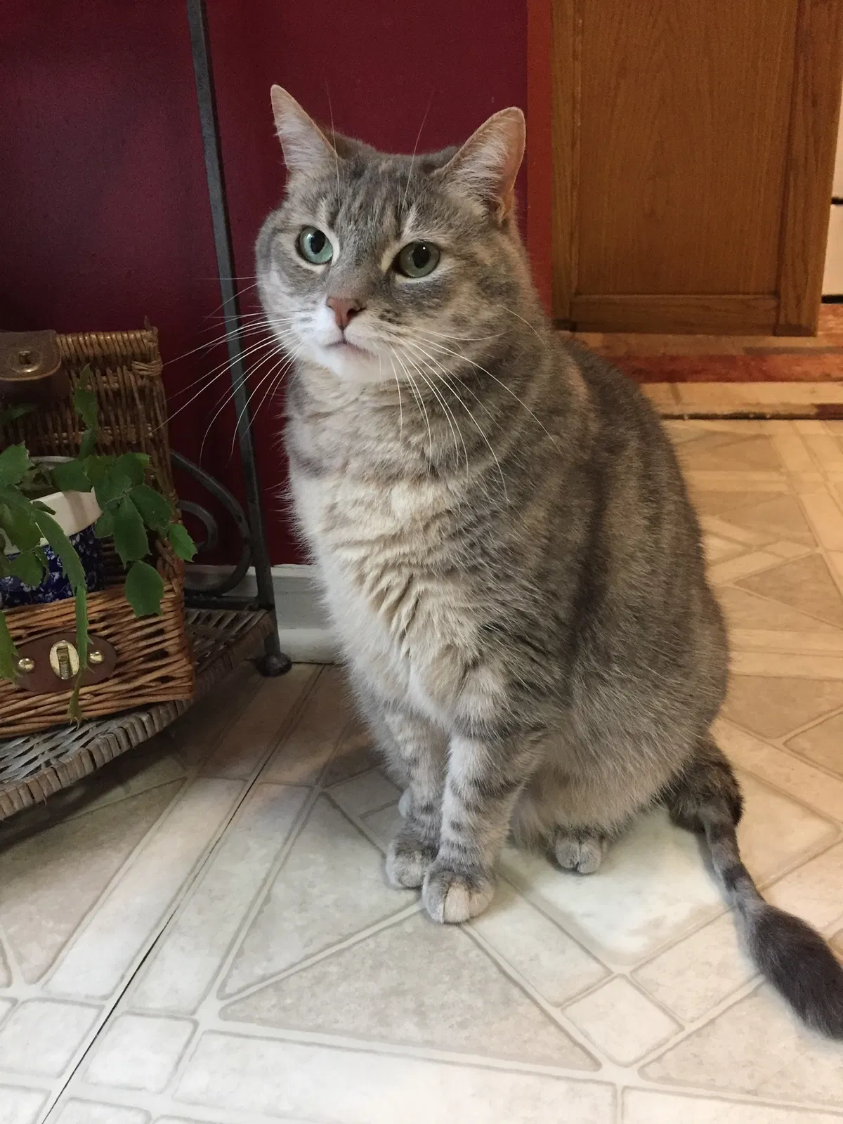 Lost cat in Kennett Square, PA, 19348