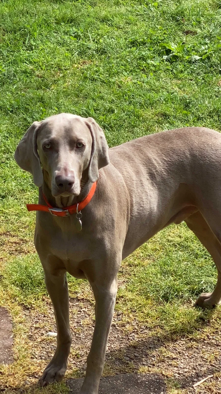 Lost dog in Henderson, NC, 27537