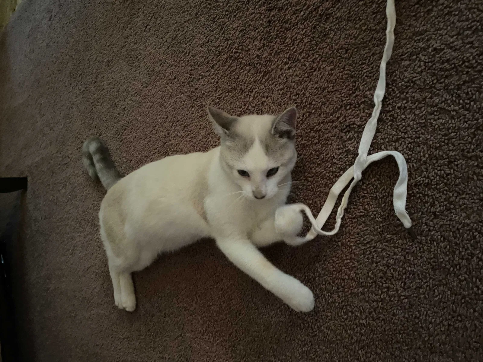 Lost cat in Massillon, OH, 44646