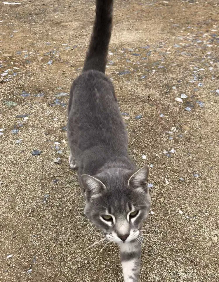 Lost cat in Placerville, CA, 95667