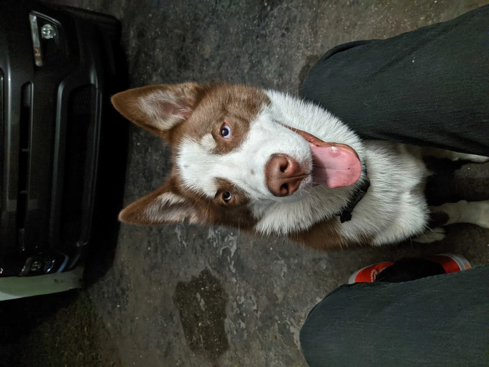 Lost dog in Opa Locka, FL, 33054