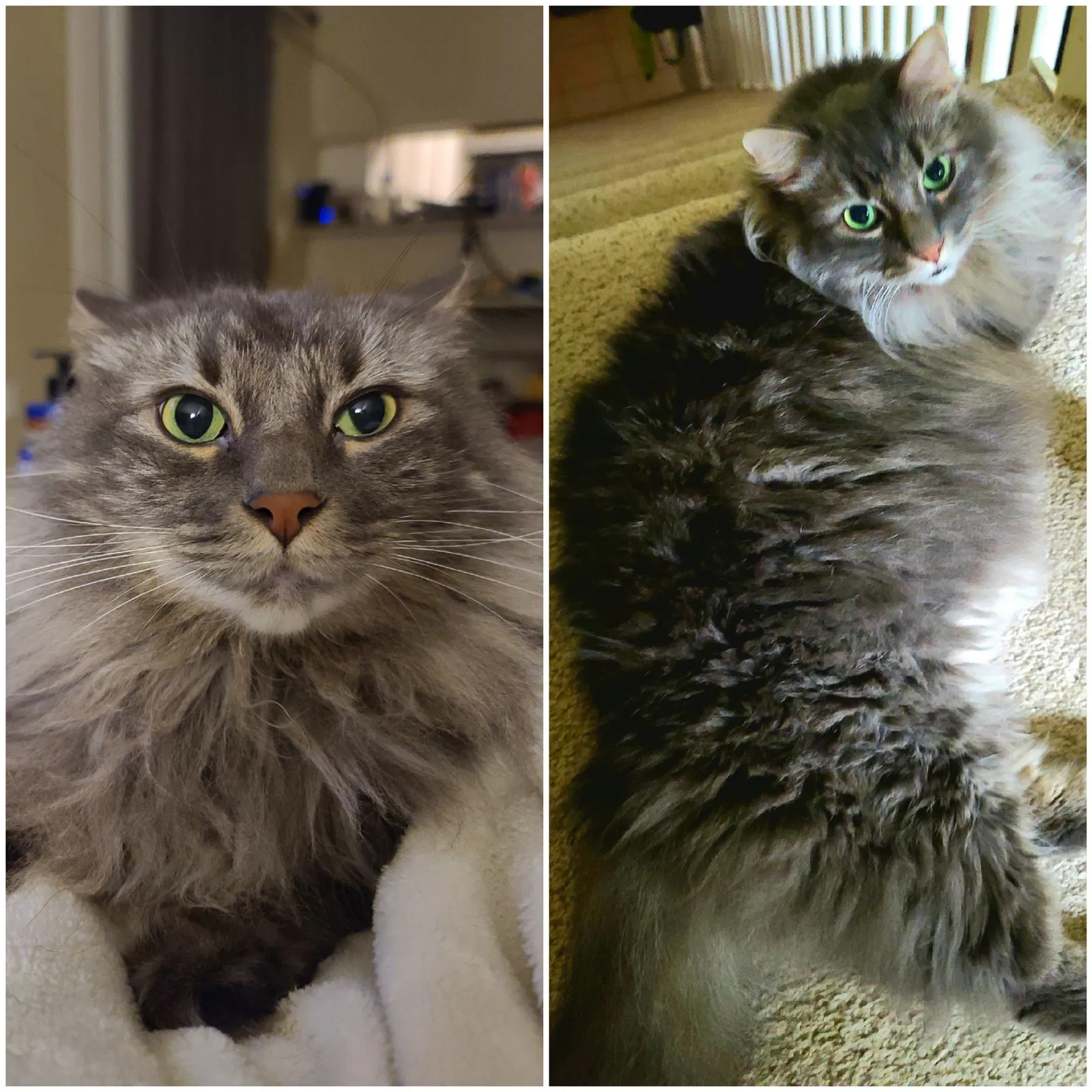 Lost cat in Mesquite, TX, 75149