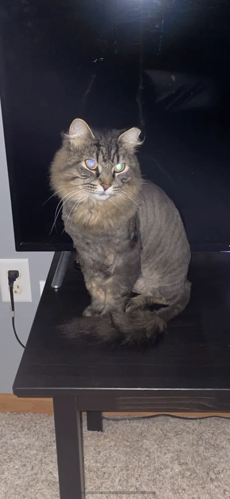 Lost cat in Princeton, MN, 55371