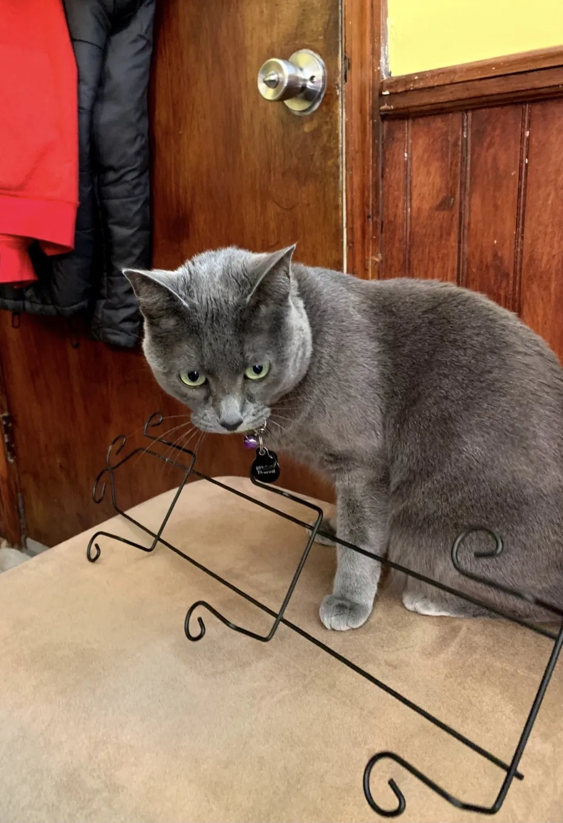 Lost cat in Wichita, KS, 67212