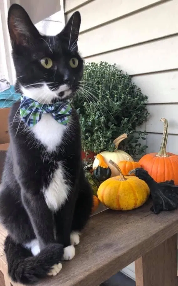 Lost cat in Akron, PA, 17501