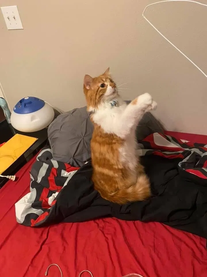 Lost cat in Houston, TX, 77084