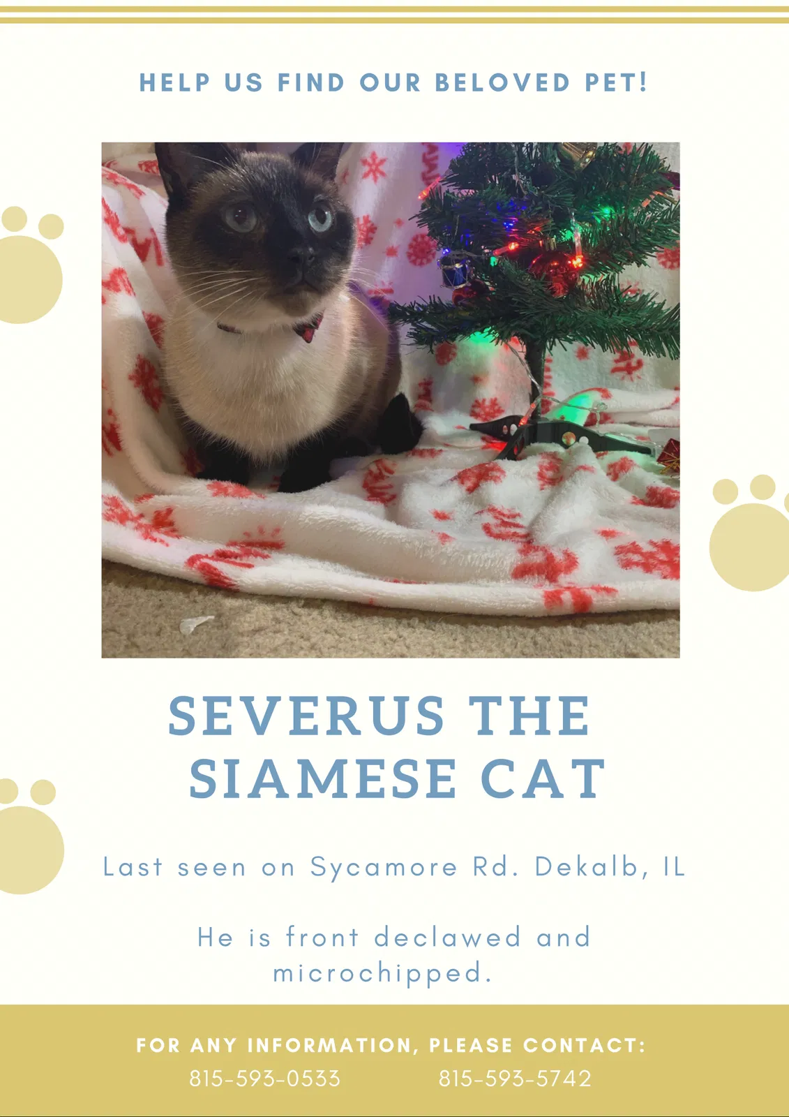 Lost cat in Dekalb, IL, 60115