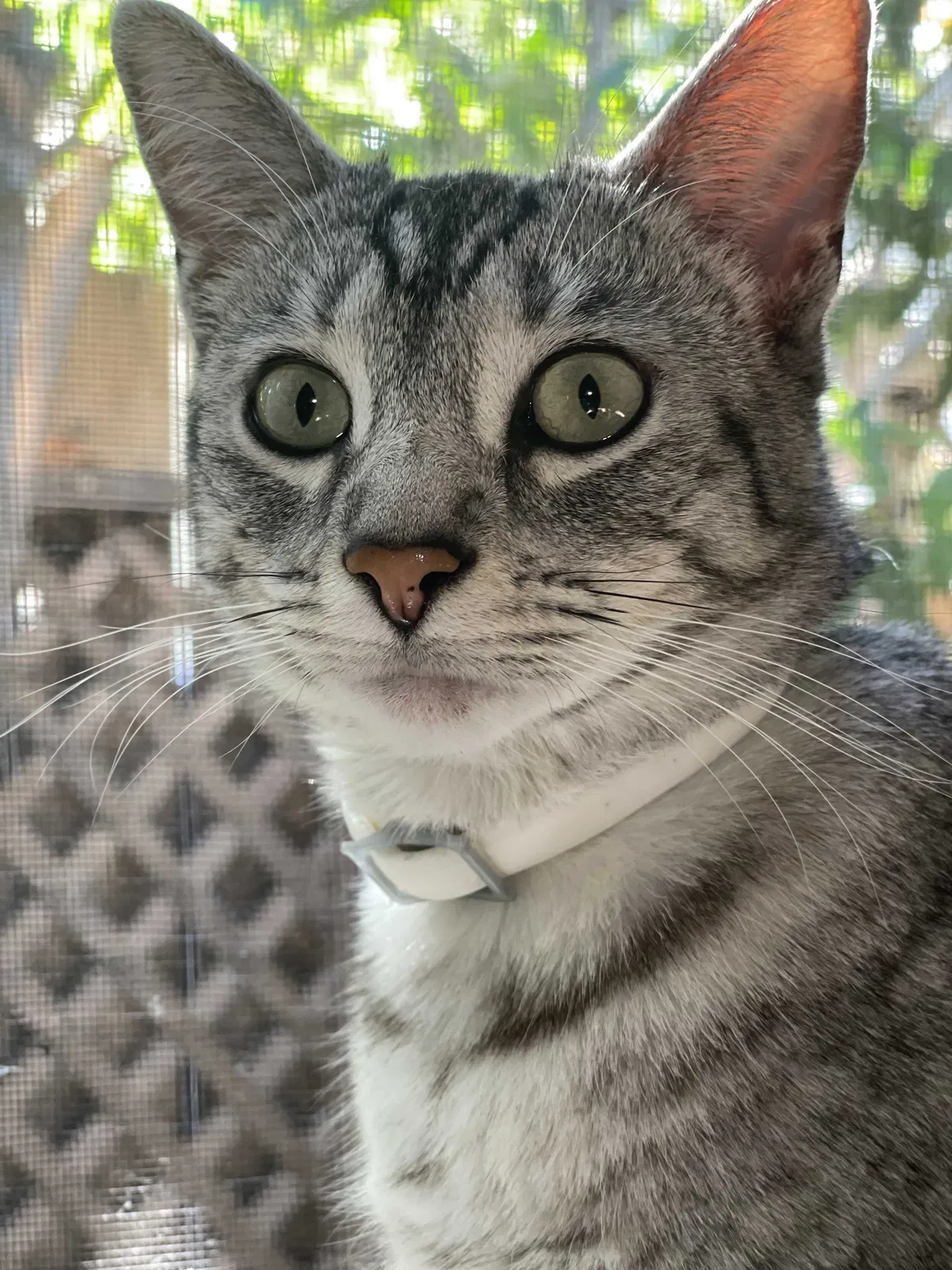Lost cat in Newark, CA, 94560