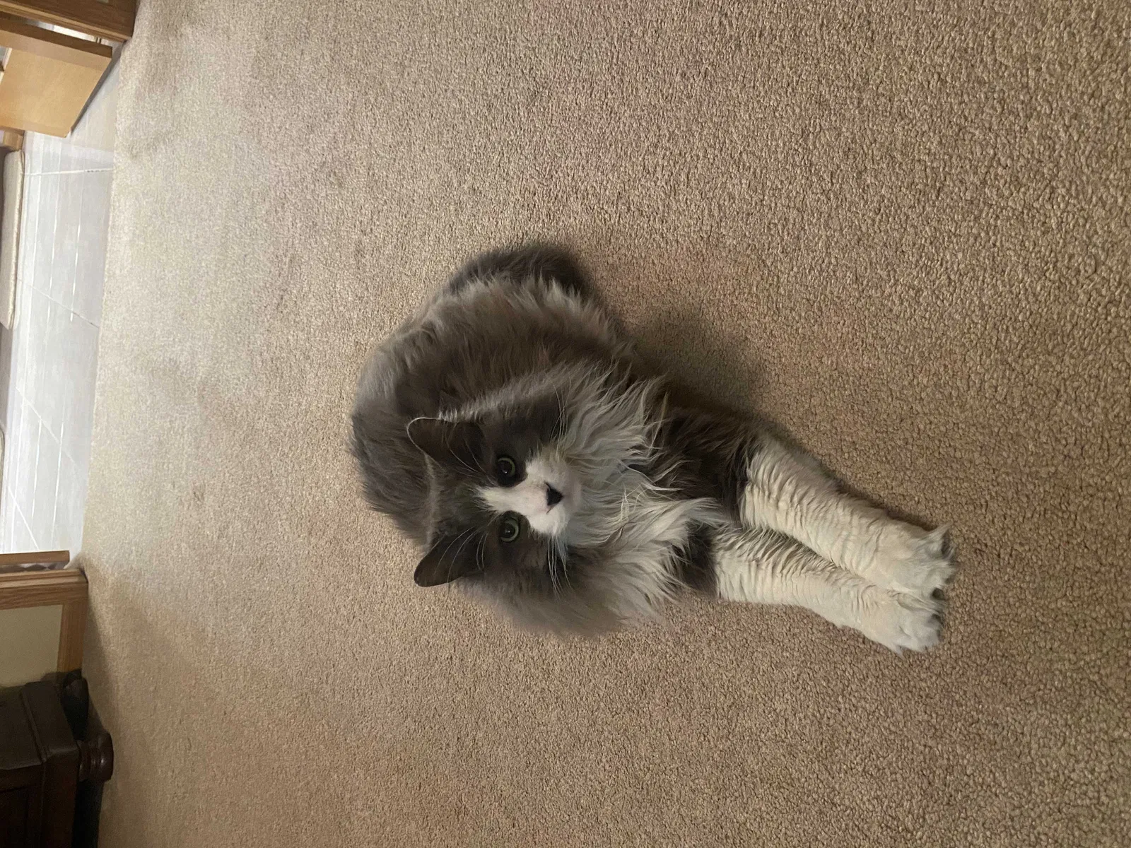 Lost cat in Homewood, IL, 60430