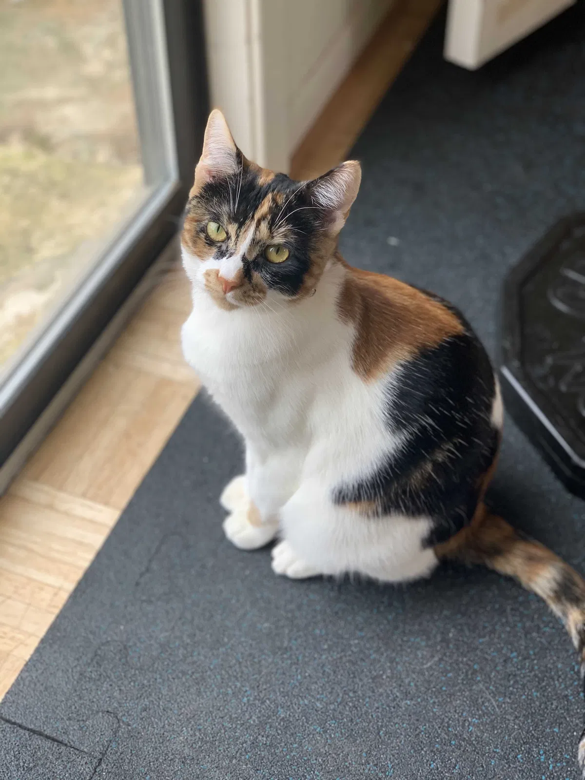 Lost cat in Austin, TX, 78727