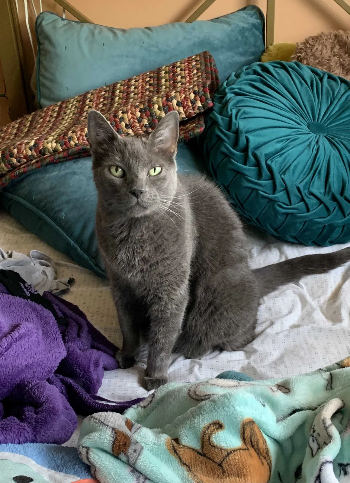 Lost cat in Tinley Park, IL, 60477