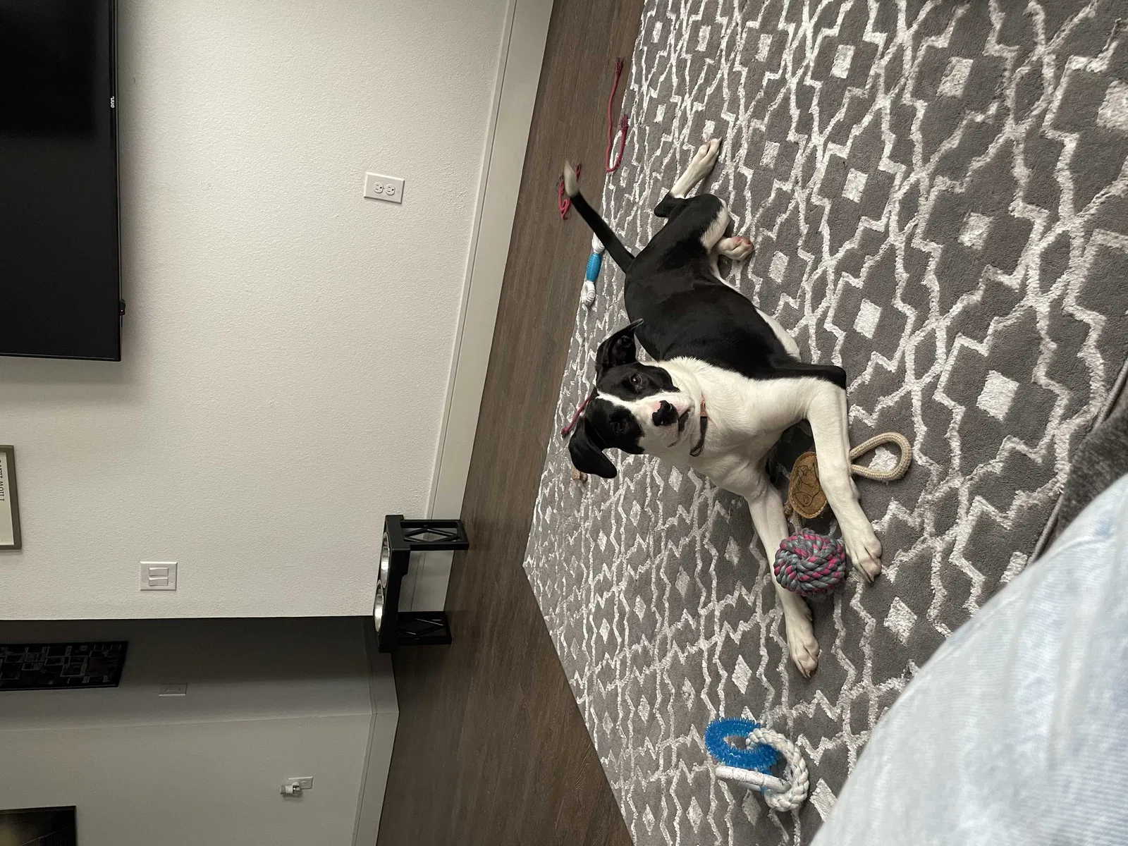 Lost dog in Spring, TX, 77373