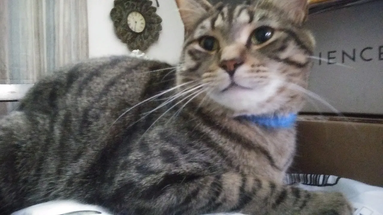 Lost cat in North Richland Hills, TX, 76180