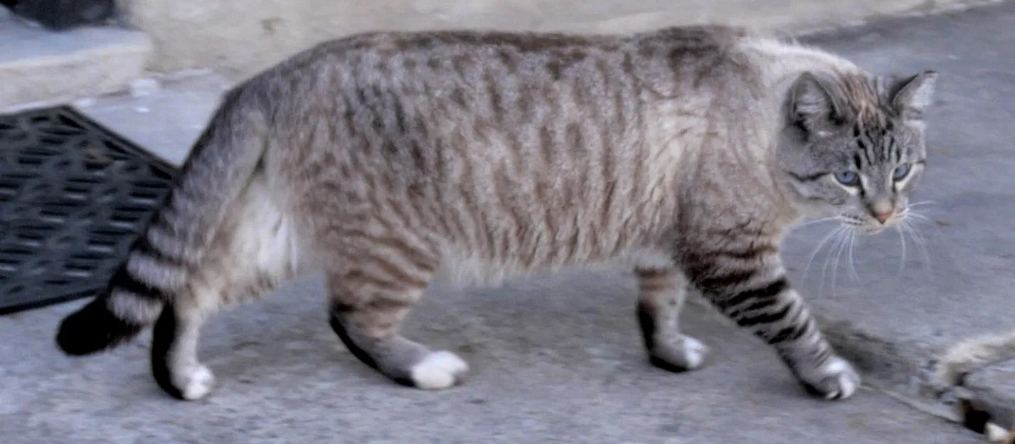 Lost cat in Salt Lake City, UT, 84107