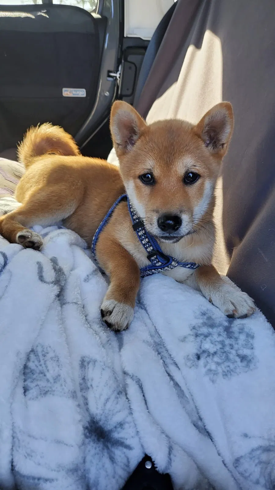 Lost dog in Los Angeles, CA, 90062