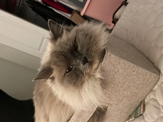 Lost cat in Denver, CO, 80204