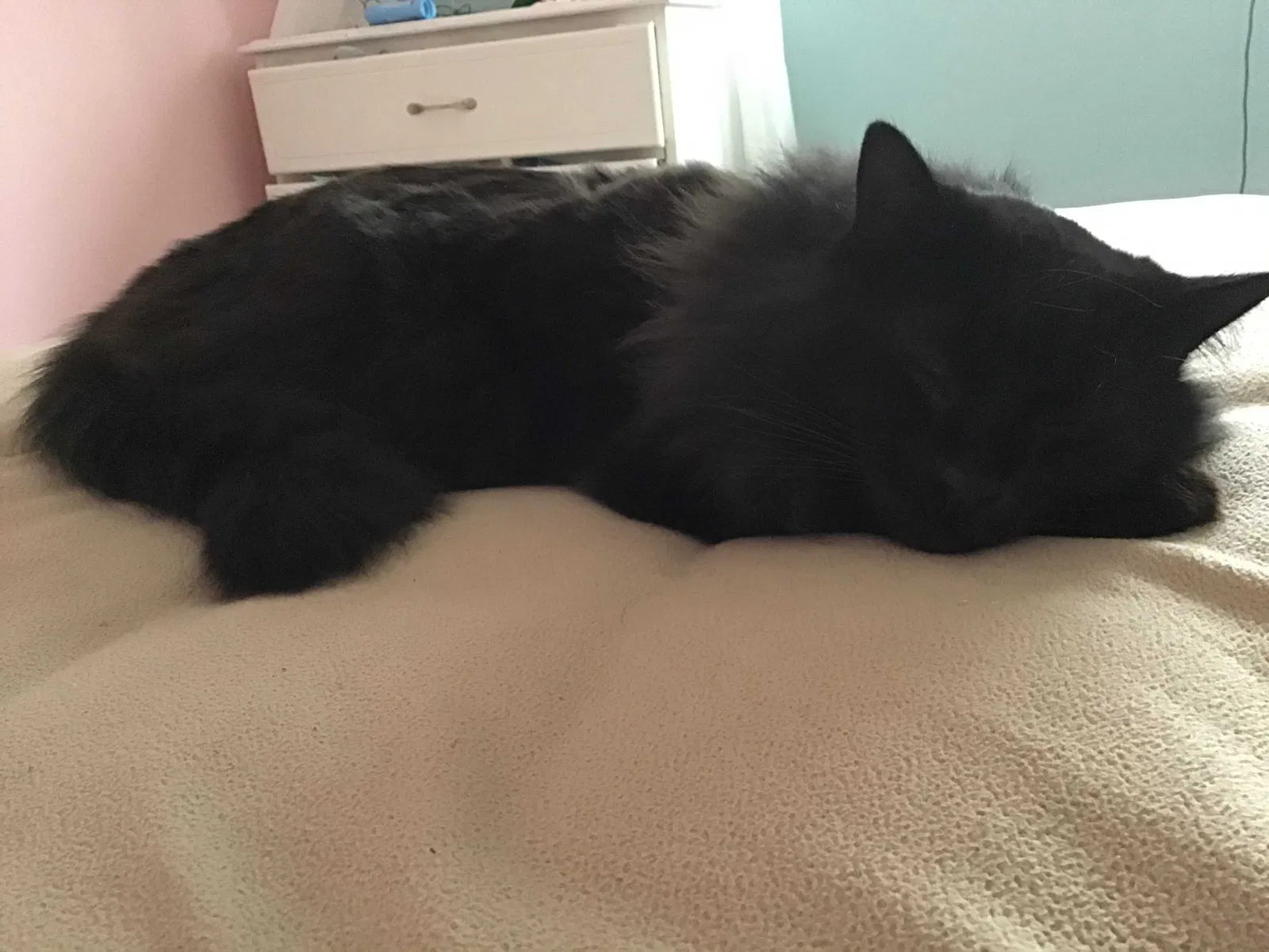 Lost cat in Wayzata, MN, 55391