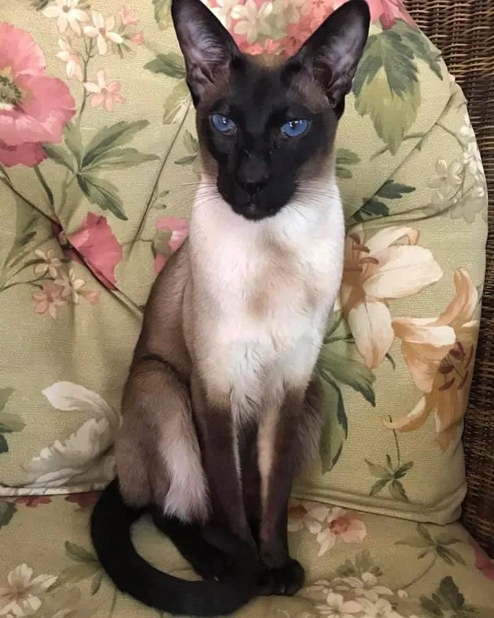 Lost cat in Merrick, NY, 11566