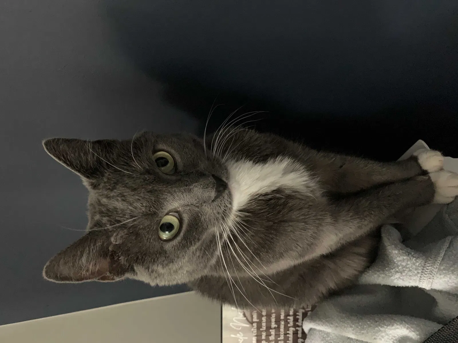 Lost cat in Pottstown, PA, 19464